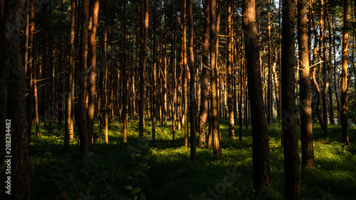 Fototapeta Naklejka Na Ścianę i Meble -  Hel- LAS- Półwysep