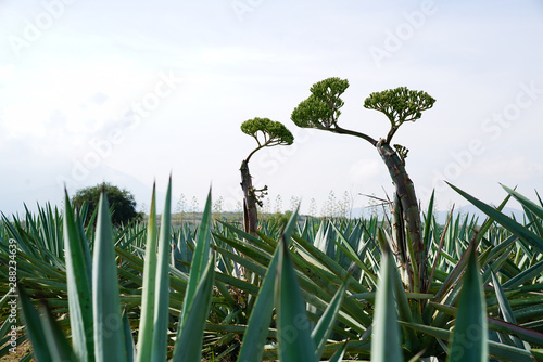 Green agave growing in field photo