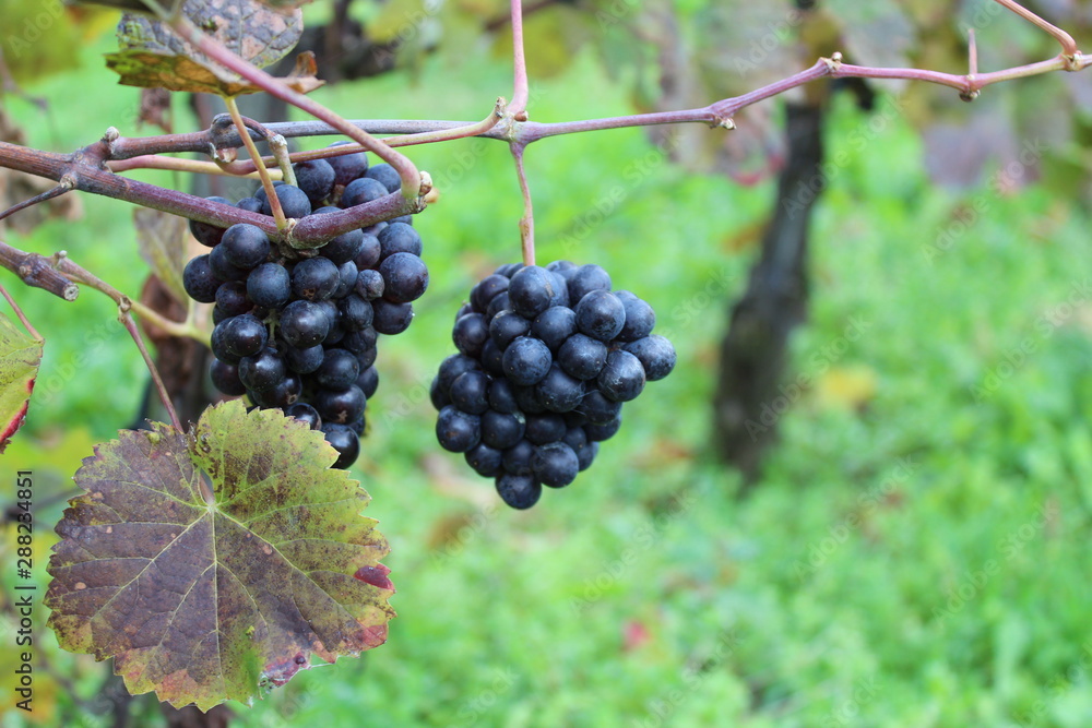 red grapes in vineyard