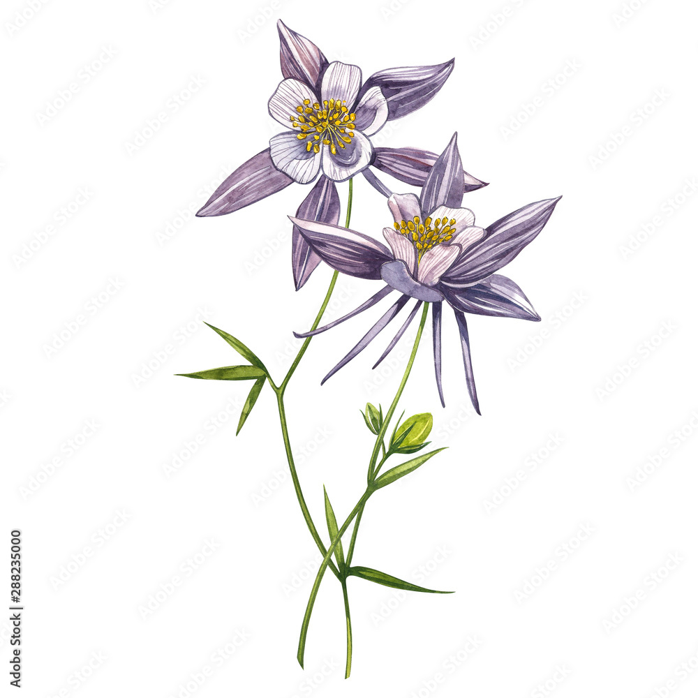 Double Columbine flowers. Collection of hand drawn flowers and plants. Watercolor set of flowers and leaves, hand drawn floral illustration isolated on a white background. Collection garden and wild