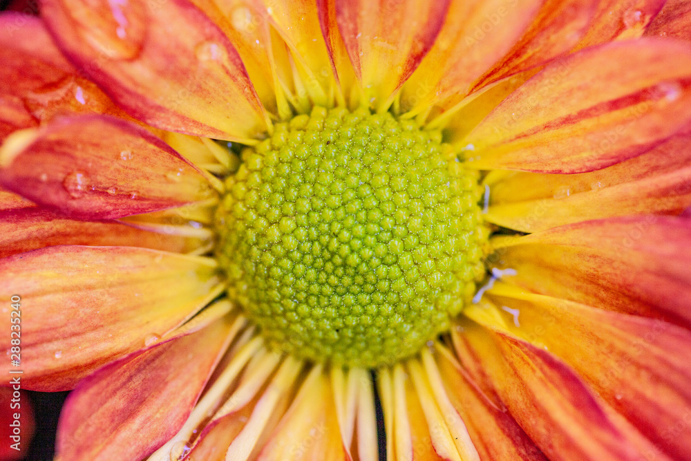 Color Chrysanthemum Flower Isolated on Background. Color Chrysanthemum Flower Isolated on Background.