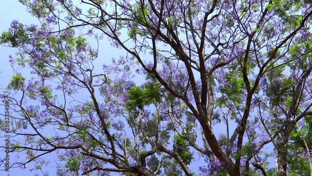 Medium, low angle, summer foliage, India Medium, low angle, summer foliage, India