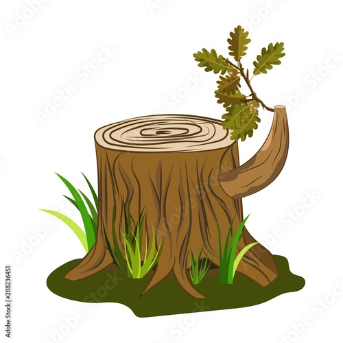 Oak tree stump vector with oak acorn and leaves branch on it. Vector image isolated on white for cartoon decoration