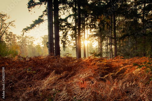 Herbstsonne im Wald