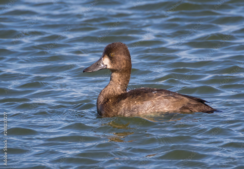 Lesser Scaup duck closeup in autumn plumage swimming in blue water