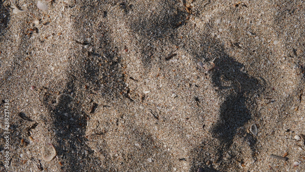 Texture of sand with shells on beach Texture of sand with shells on beach