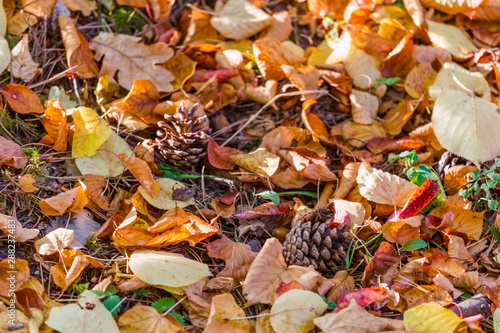 colorful autumn leaves and pine cones on the forest floor.