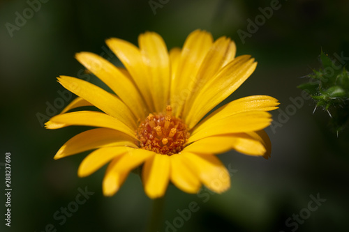 Extreme closeup of yellow wild soft flower blooming against dark green background