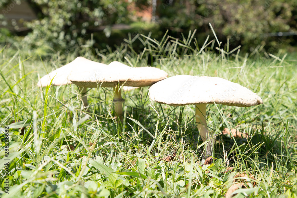 Three wild mushrooms growing on lawn Three wild mushrooms growing on lawn
