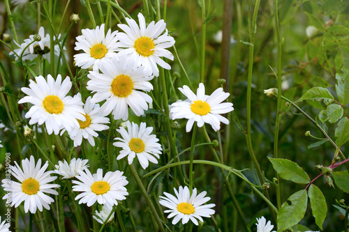 Chamomile flowers with drops of water on the green background.