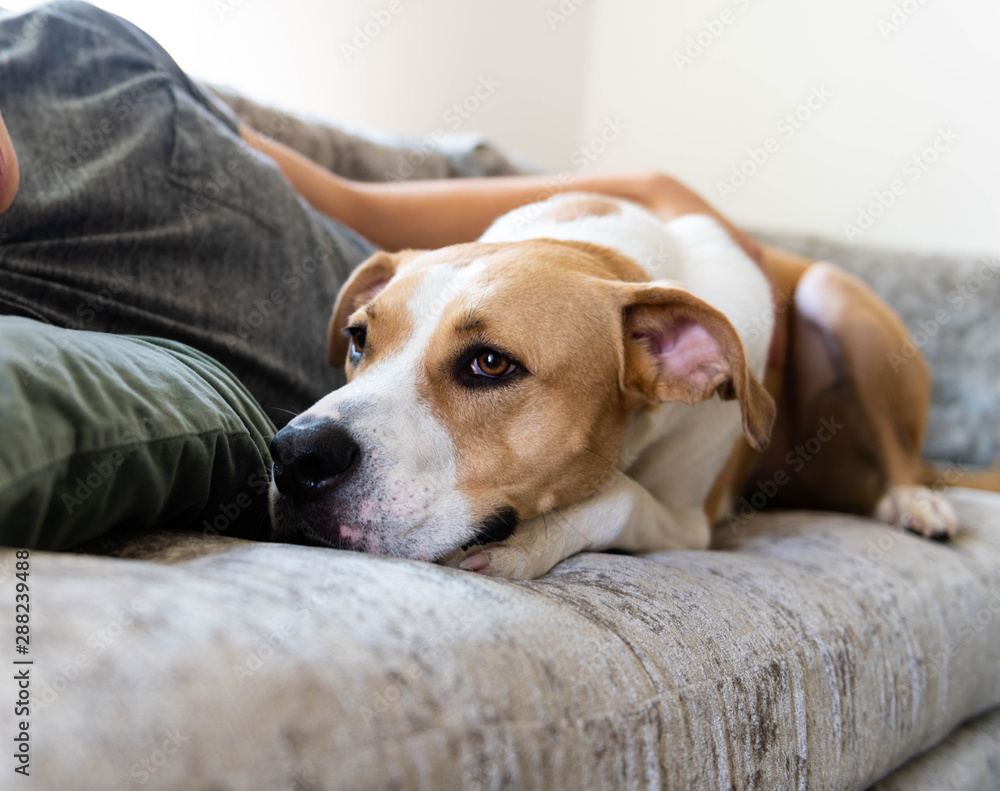 Fawn and White Dog Relaxing on Gray Sofa with Human Fawn and White Dog Relaxing on Gray Sofa with Human