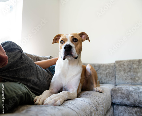 Fawn and White Dog Relaxing on Gray Sofa with Human