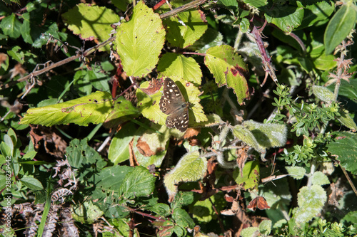 A Speckled Wood butterfly at rest