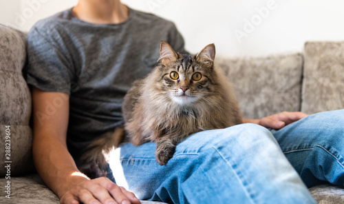 Photos Fluffy Norwegian Forest Cat Relaxing on Gray Sofa