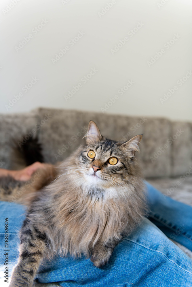 Fluffy Norwegian Forest Cat Relaxing on Gray Sofa