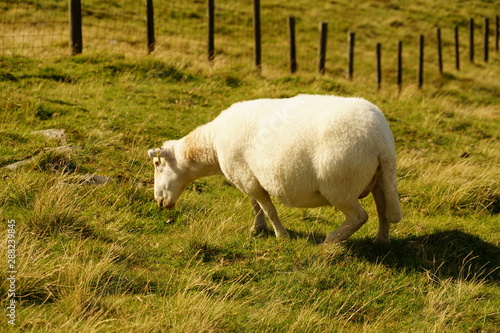 Sheep in a Field on the Side of a Mountain