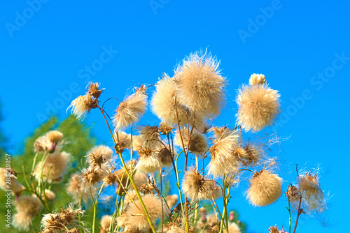 The ripened fruits of the Cirsium arvense (Cirsium arvense).