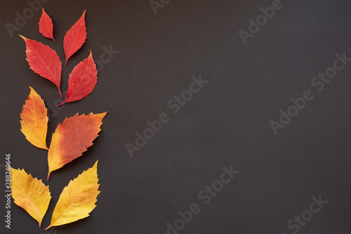 Autumn red and yellow leaves on dark background 