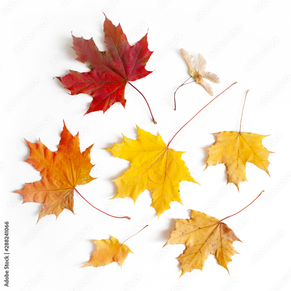 Autumn background. Leaves. Maple leaves on white background. Flatlay Autumn background. Leaves. Maple leaves on white background. Flatlay