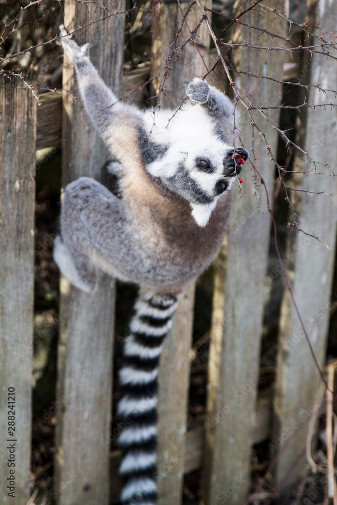 Obraz premium süßer Lemur der auf einem Zaun frisst 