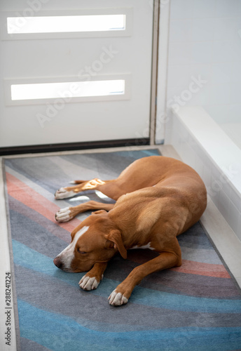 Fototapeta Naklejka Na Ścianę i Meble -  Fawn and White Short Haired Dog of Mixed Breed Laying by Door , Waiting