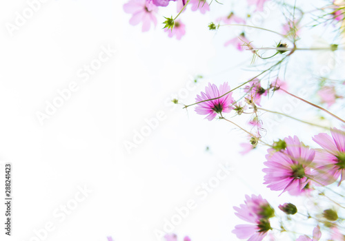Delicate Pink Cosmos Flowers on Sunny Day