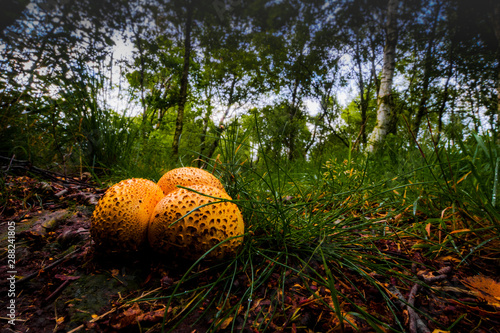 Herbst in der Marsch