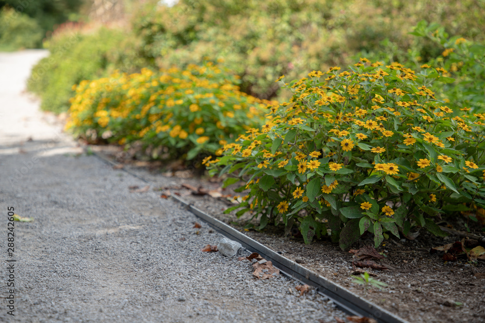 Yellow flower blooms viewed from sidewalk Yellow flower blooms viewed from sidewalk