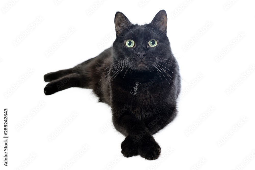Black cat isolated on a white background looks in camera.