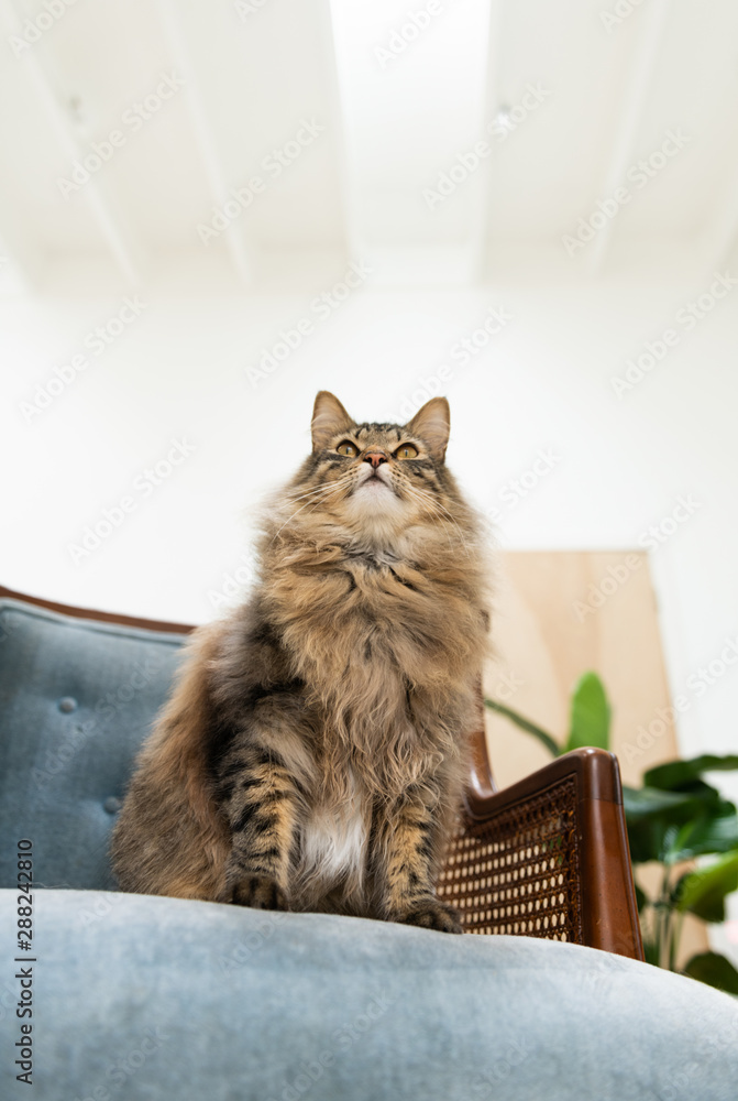 Close up of Longhaired Tabby Cat Sitting on Armchair