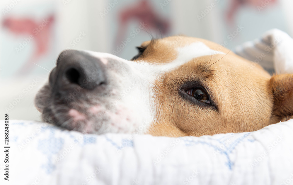 White and Tan Dog Sleeping on Human Bed 