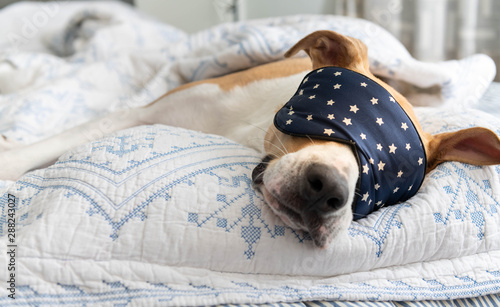 White and Tan Dog Sleeping on Human Bed Wearing Blue Eye Mask