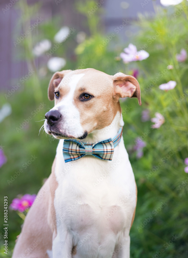 Young Short Haired Tan and White Dog Sitting in Flowers Wearing Bow Tie Young Short Haired Tan and White Dog Sitting in Flowers Wearing Bow Tie