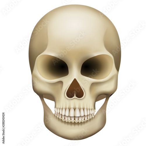 isolated skull illustration vector