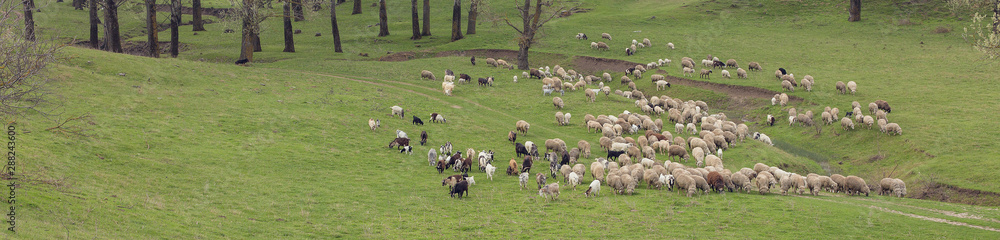 Sheep and goats graze on green grass in spring Sheep and goats graze on green grass in spring