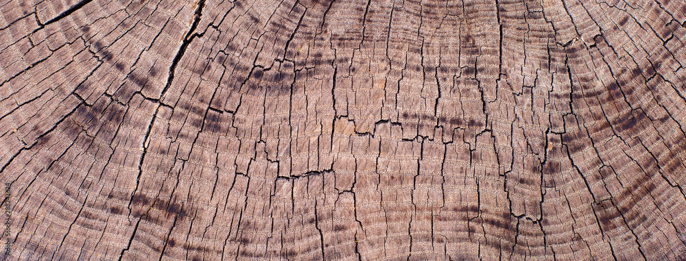 Fototapeta premium Stump texture on the cut, beautiful wood texture rustic