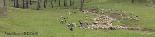 Sheep and goats graze on green grass in spring  © Mountains Hunter