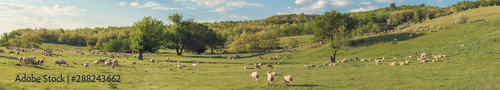 Fotografi Sheep and goats graze on green grass in spring
