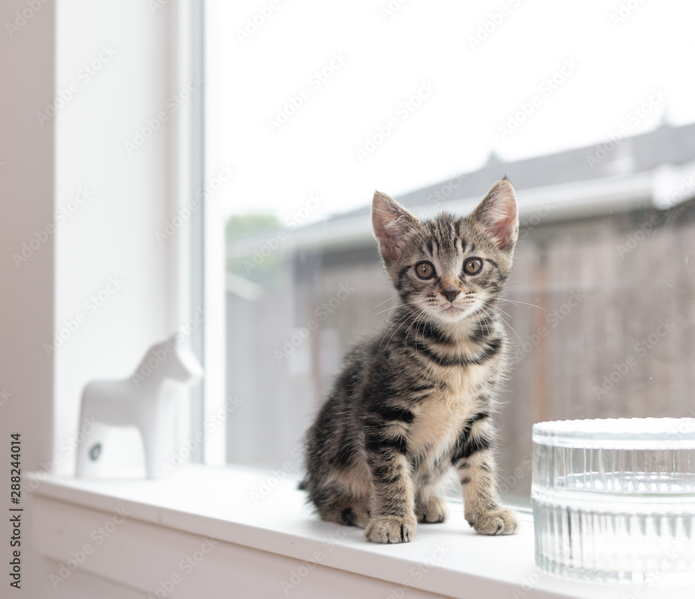 Adorable Short Haired Tabby Kitten on Window Sill