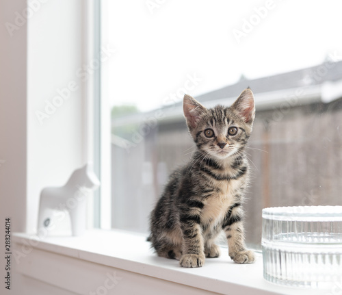 Adorable Short Haired Tabby Kitten on Window Sill