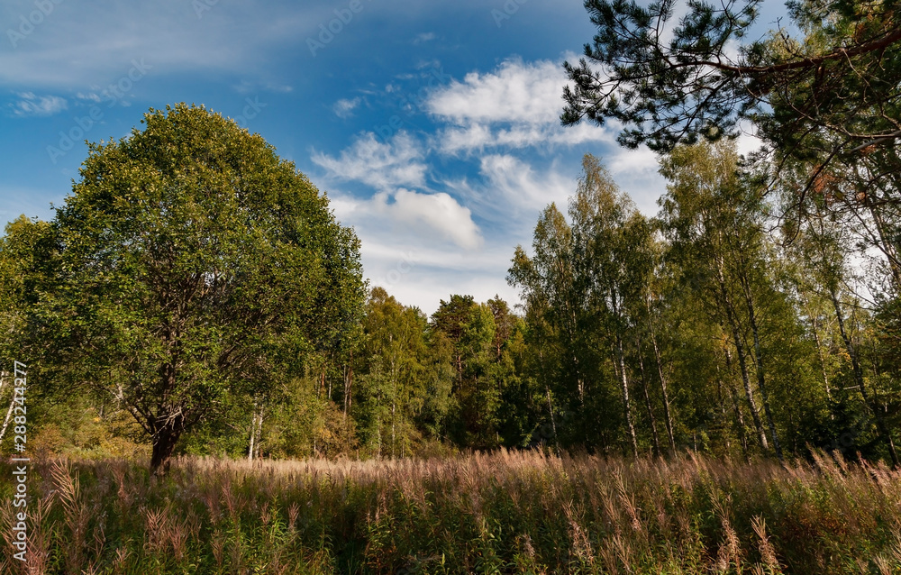 Meadow with yellowed grass on a background of trees and a bright sky with clouds Meadow with yellowed grass on a background of trees and a bright sky with clouds