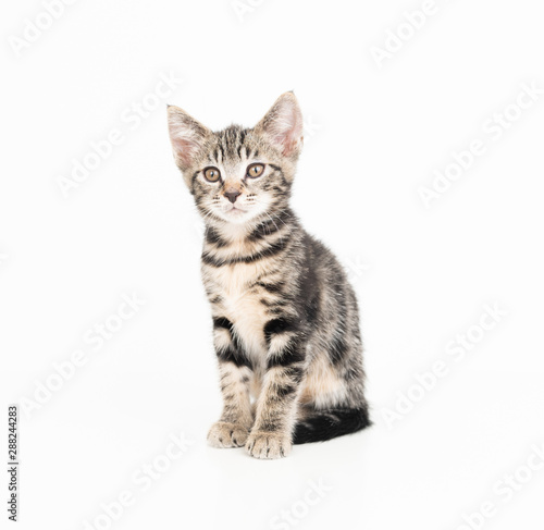 Adorable Short Haired Tabby Kitten on White Background 