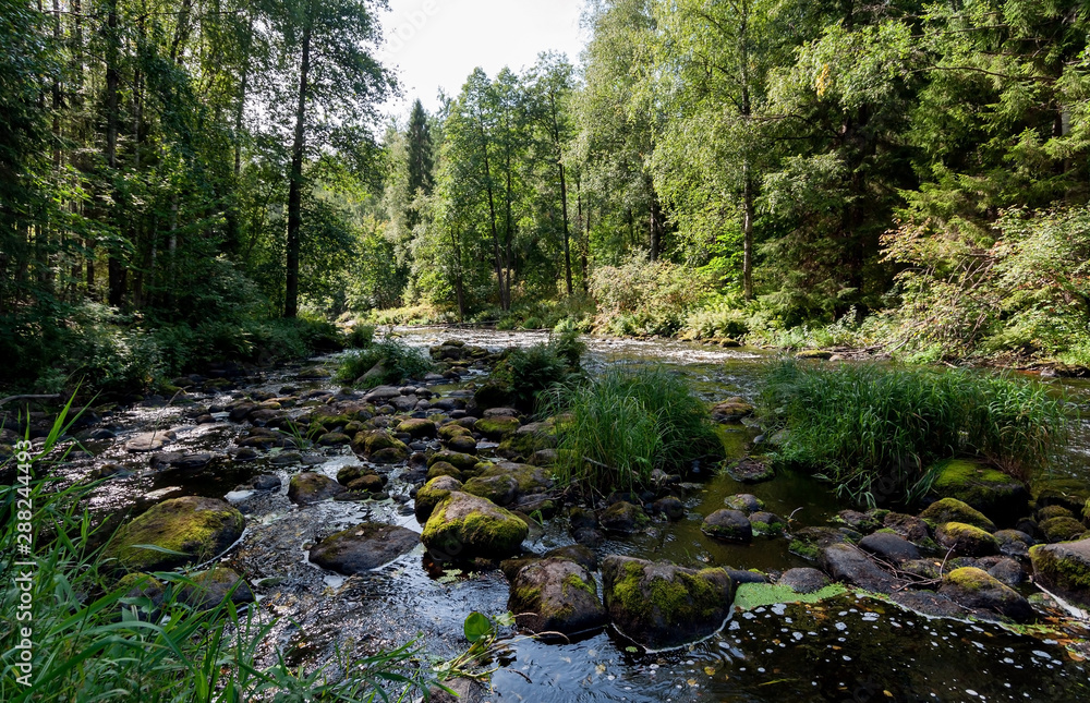 Rapids on the river with brown transparent water in a dense forest on a sunny summer day