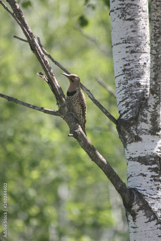Norther Flicker Norther Flicker