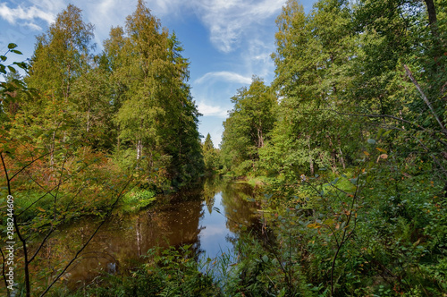 River with brown transparent water in a dense forest on a sunny summer day