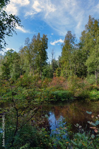 River with brown transparent water in a dense forest on a sunny summer day