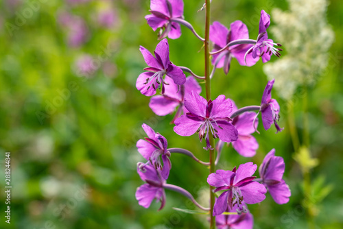 Fireweed or Willowherb in northern Sweden  close up photo. Summer sunny day  strong rose violet color  blurry background