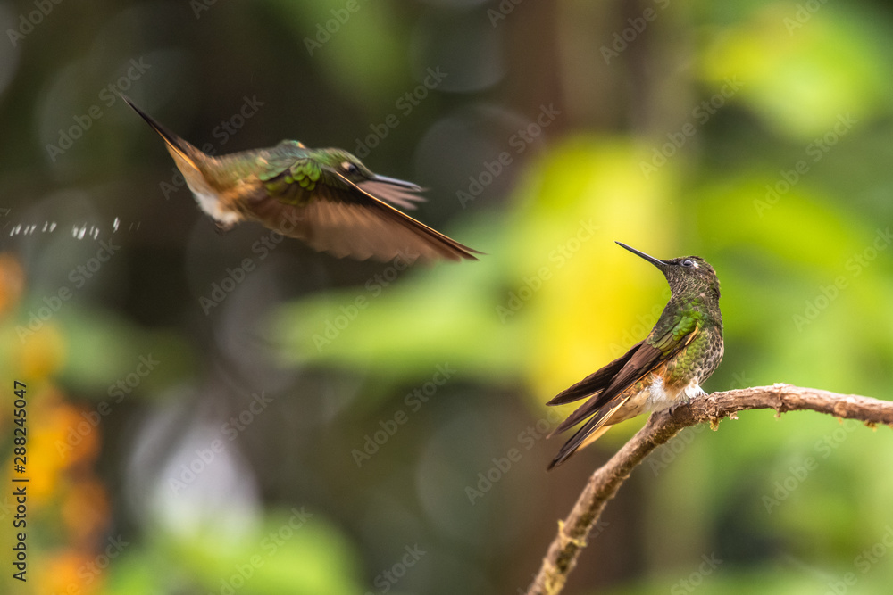 Naklejka premium Green and blue hummingbird Sparkling Violetear flying next to beautiful yelow flower. Bird from Ecuador, tropical mountain forest. Wildlife scene from nature. Birdwatching in South America