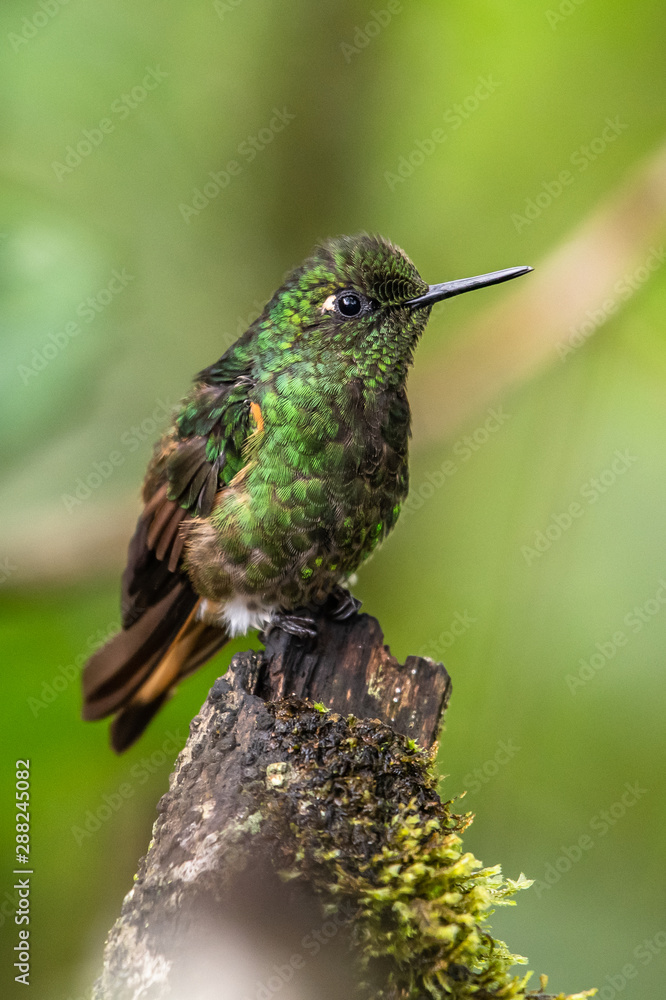 Fototapeta premium Green and blue hummingbird Sparkling Violetear flying next to beautiful yelow flower. Bird from Ecuador, tropical mountain forest. Wildlife scene from nature. Birdwatching in South America