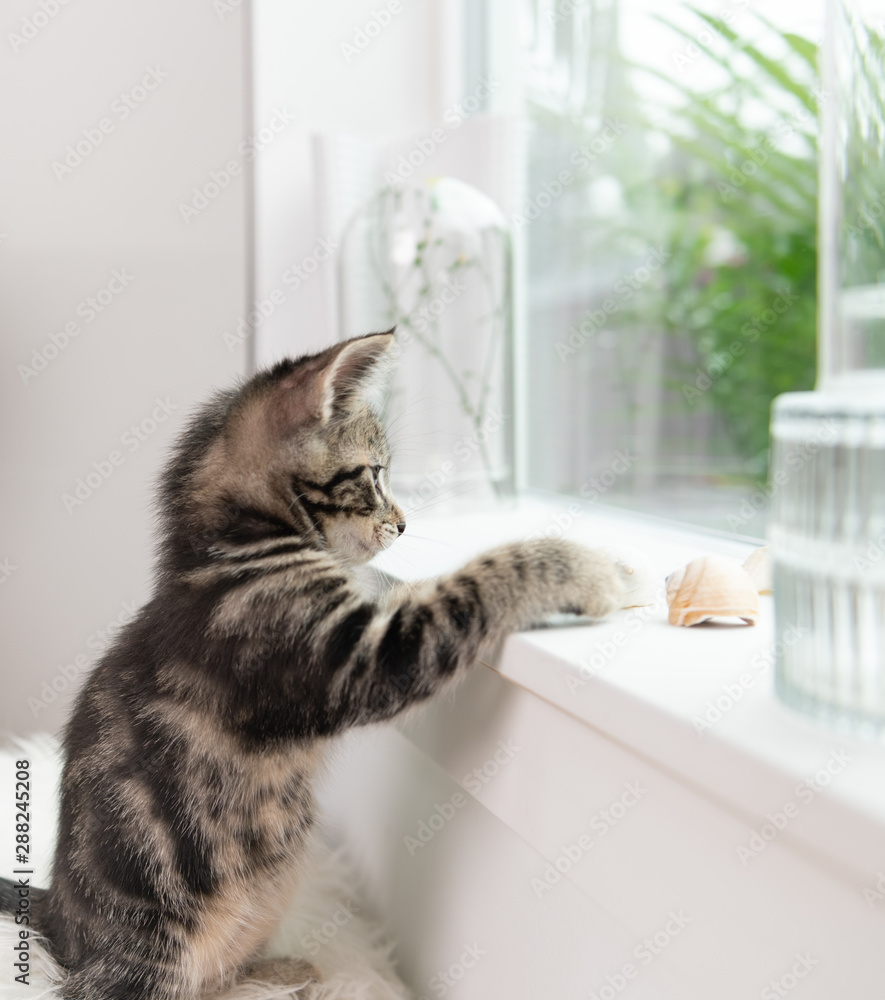 Adorable Short Haired Tabby Kitten on Window Sill